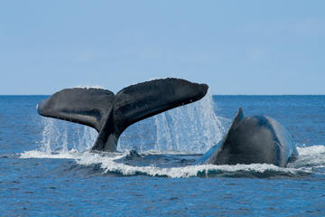 San Diego Winter Whale Watching Expedition Cruise