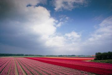 Keukenhof and Flowerfields & 100 Highlights Canal Cruise