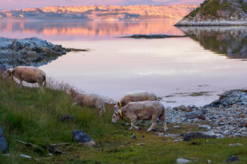 Fjord Excursion Including Mountain and Sea Arctic Scenery from Tromso