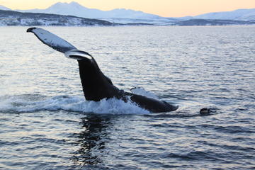 Whale and Sea Bird Safari by Boat from Tromso to Whale Island