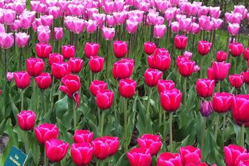 Amsterdam Shore Excursion: Keukenhof Gardens and Tulips Fields Tour