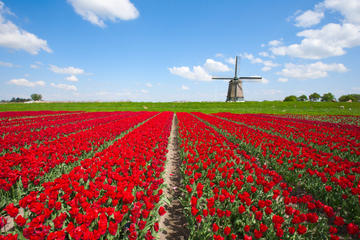 Excursión Holanda en un día