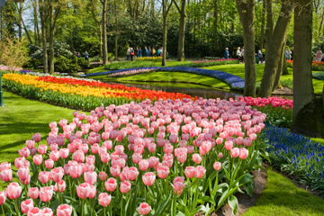 Keine Warteschlangen: Führung der Gartenanlage Keukenhof und Besuch ...