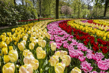 Keukenhof Garden Entrance Ticket with Transfers from Amsterdam