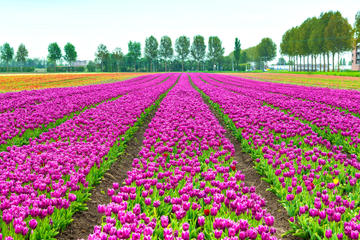 Keukenhof Garden Private Transfer with Entrance Tickets