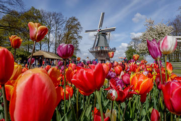 Super Saver: Rijksmuseum and Keukenhof Gardens from Amsterdam in One Day