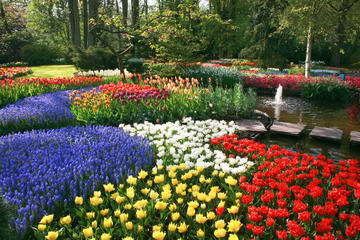 Tour dei giardini Keukenhof e dei campi di Tulipani con partenza da