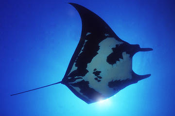 2-Tank Dive for Certified Divers