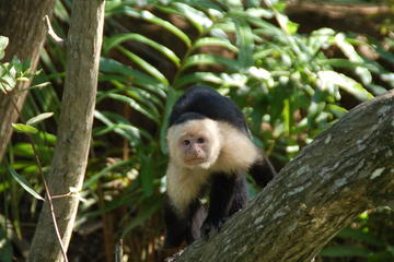 Damas Island Mangrove Boat Tour from Manuel Antonio