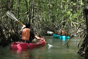 Damas Island Mangrove Kayaking Tour from Jacó
