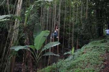St Kitts Rainforest Nature Tour