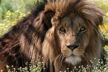 Full-Day Big Cat Sanctuary and Wine Tasting from Cape Town