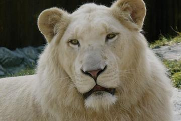 Half Day Wine Tasting Big Cat and Wild Bird Sanctuary Tour
