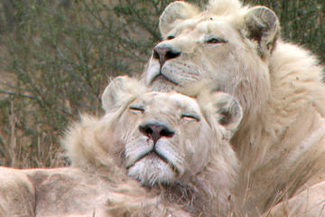 Winelands and Wildlife Full-Day Tour from Cape Town