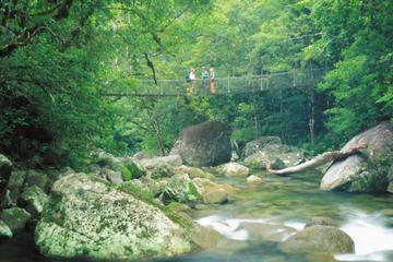 Daintree and Cape Tribulation Tour from Cairns