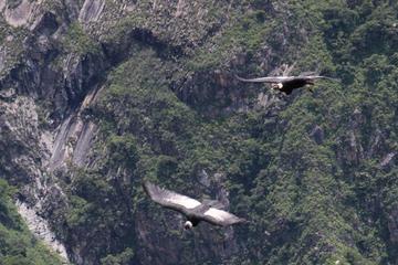 Apurimac Canyon with Condor Viewing from Cusco
