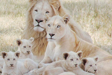 Lion Park Tour from Johannesburg or Pretoria