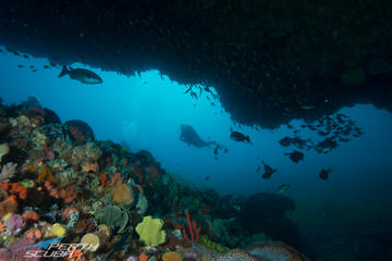 Rottnest Island scuba diving from Fremantle