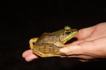Night Tour at Cerro Coronel Biological Reserve