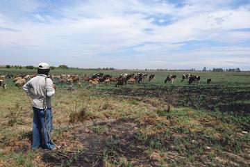 Pisco Farm Tour: Explore Livestock and Dairy Production in Peru