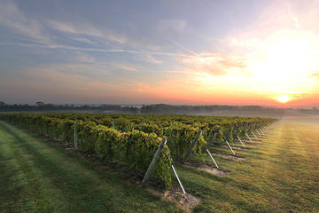 Private Tour: Mendoza Wine with Driver and Guide