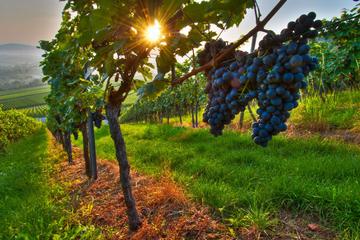 Private Wine Tour: Maipu Wineries from Mendoza