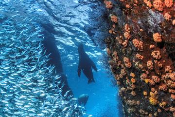 Snorkeling Adventure at Espiritu Santo Island National Park