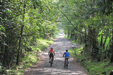 3-Day Biking and Hiking; Nature, Coffee, Culture and Cocora Valley from Pereira