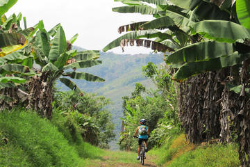 7-Day Biking Tour: Coffee, Cultural and Cocora Valley from Pereira