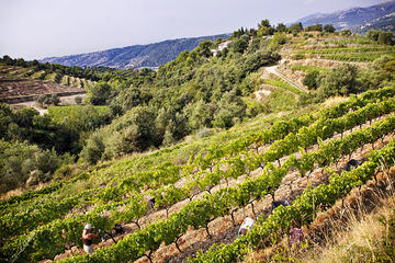 4-Hour Provence Organic Wine Tasting Tour from Nice