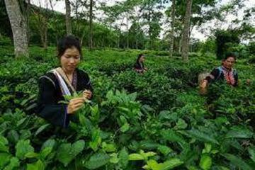 Chiang Mai Tour with Tea Plantation, Karen Village, Doi Suthep