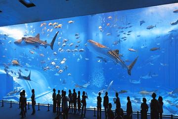 6-Hour Private French Riviera Tour for Families from Nice