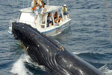 Bay of Samana Whale Watching Tour from Puerto Plata