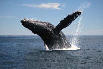 Samana Peninsula Whale Watching Cruise from Punta Cana