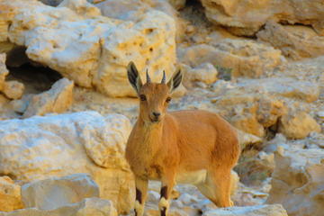 Red Canyon Desert Agriculture and Kibbutz Life tour from Eilat