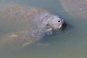 Manatee Kayaking Tour along Florida's Indian River