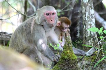 Silver Springs Monkey Kayak Tour From Orlando