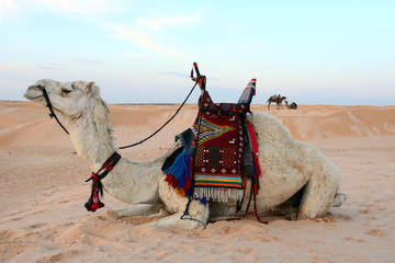 Dubai Morning Safari with Camel Riding