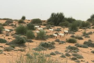 Dubai Wildlife Safari