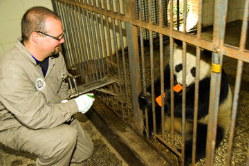 One-Day Dujiangyan Giant Panda Base Volunteering and Irrigation System Tour