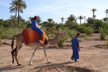 Desert Camel Ride in Marrakech