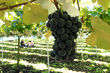 Private Full-Day Tour with Fruit Picking and Great Wall of China