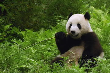 Private Half Day Tour to Beijing Panda House and Summer Palace