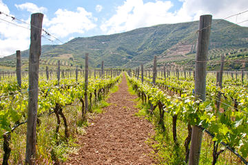 Wine and Olive Trails of Crete