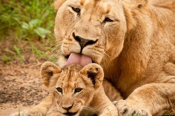 7 Day Classic Tanzania Safari