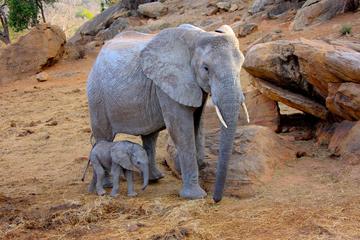 Ngorongoro Crater Safari Day Trip from Arusha