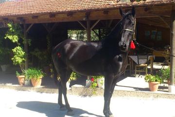 Horse Riding in the Countryside Experience