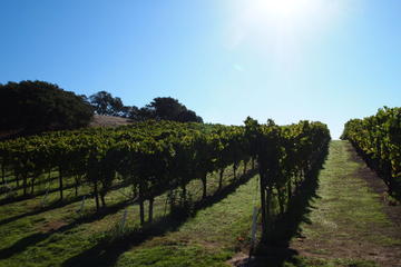 Private Tour: Wine Country Day Trip from San Francisco