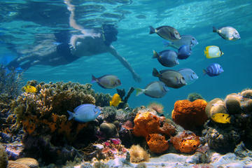 Snorkel Experience at the Second Largest Barrier Reef in the World
