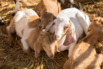 Czech Volcanic Mountains and Goat Farm Private Tour